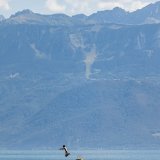 Les baigneurs se sont fait plaisir vendredi (ici à Lausanne).